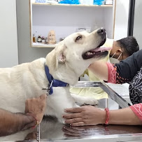 Akshar Pet Clinic Medical Services | Veterinary