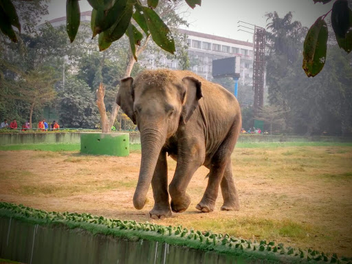 Alipore Zoological Gardens Travel | Zoo and Wildlife Sanctuary 