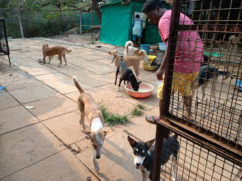 Animal Rescue Centre Goa, South Goa - Veterinary in Goa | Joon Square