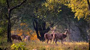 Bagdara Wildlife Sanctuary Travel | Zoo and Wildlife Sanctuary 