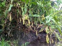 baghmara pitcher plant wildlife sanctuary Travel | Zoo and Wildlife Sanctuary 