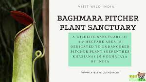 baghmara pitcher plant wildlife sanctuary - Logo