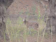 Ballabhpur Wildlife Sanctuary Travel | Zoo and Wildlife Sanctuary 