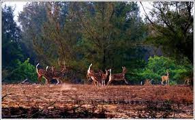 Balukhand-Konark Wildlife Sanctuary Travel | Zoo and Wildlife Sanctuary 