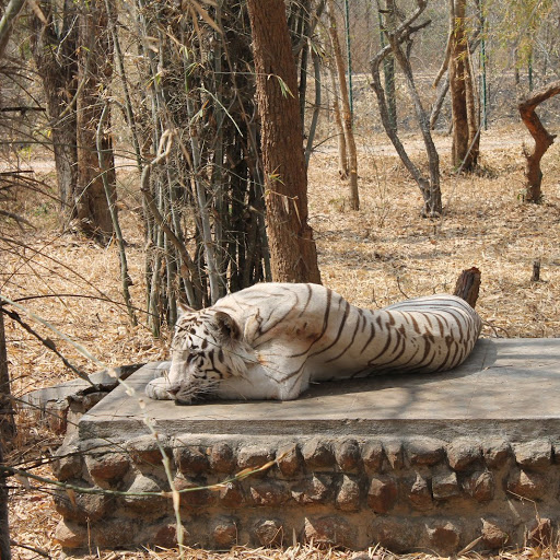 Bannerghatta National Park Travel | Zoo and Wildlife Sanctuary 