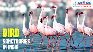 Barela Jheel Salim Ali-Jubba sahni Bird Sanctuary - Logo
