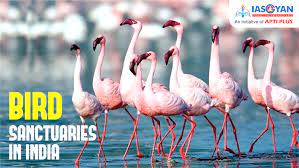 Barela Jheel Salim Ali-Jubba sahni Bird Sanctuary|Museums|Travel