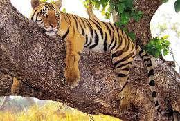 Bhairamgarh Wildlife Sanctuary Travel | Zoo and Wildlife Sanctuary 