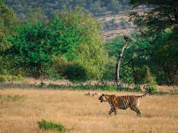 bhamragarh wildlife sanctuary Travel | Zoo and Wildlife Sanctuary 