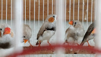 BIRDS HOSPITAL Medical Services | Veterinary