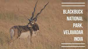 Blackbuck National Park, Velavadar Logo