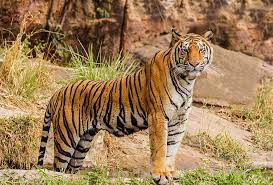 Bori Wildlife Sanctuary Travel | Zoo and Wildlife Sanctuary 