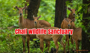 Chail Wildlife Sanctuary - Logo