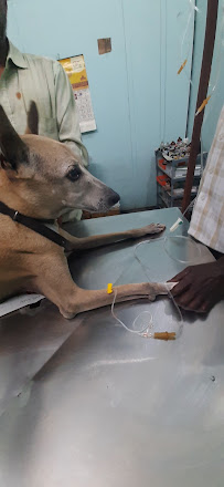 CHANDRA PET CLINIC Medical Services | Veterinary