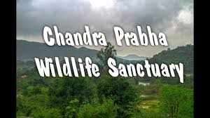 Chandra Prabha Wildlife Sanctuary Logo
