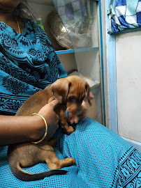 Chennai Pet Clinic Medical Services | Veterinary