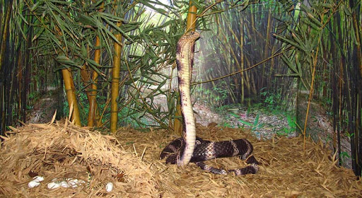 Chennai Snake Park Trust Travel | Zoo and Wildlife Sanctuary 