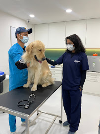 Crown Vet Koramangala Medical Services | Veterinary