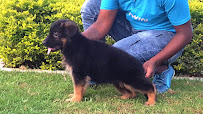 Daksh Pet Clinic Medical Services | Veterinary