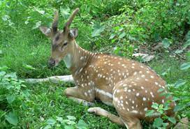 Daranghati Sanctuary Travel | Zoo and Wildlife Sanctuary 