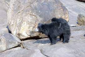 Daroji Sloth Bear Sanctuary Travel | Zoo and Wildlife Sanctuary 