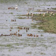 Deepor Beel Bird Sanctuary Travel | Zoo and Wildlife Sanctuary 