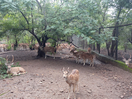Deer Park (Mini Zoo Sambalpur) Travel | Zoo and Wildlife Sanctuary 