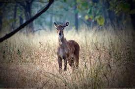 Dhyanganga wildlife sanctuary Travel | Zoo and Wildlife Sanctuary 