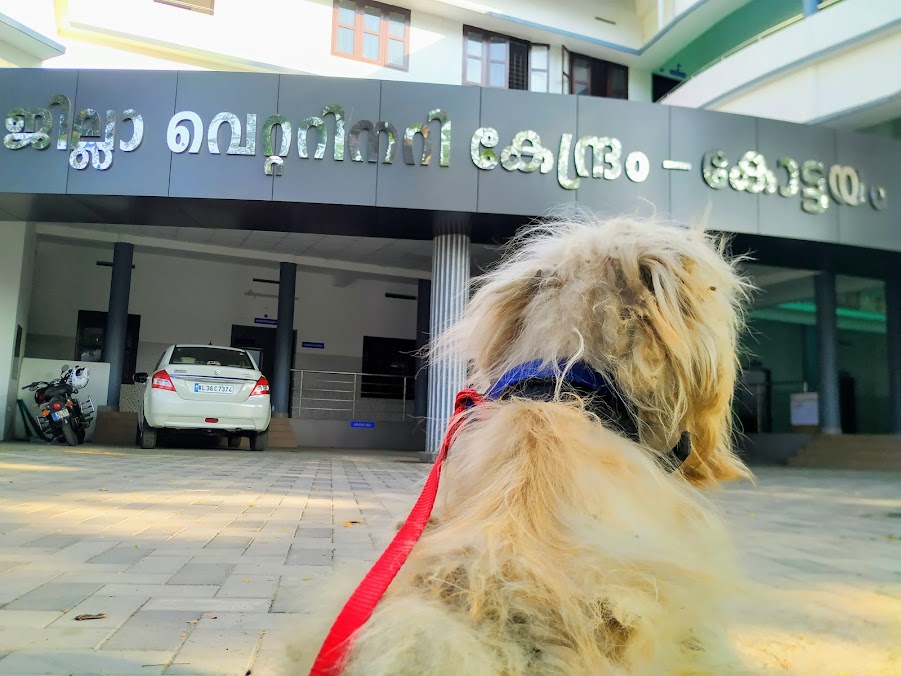 District Veterinary Centre Medical Services | Veterinary