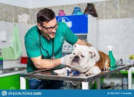 DOKVET Veterinary Clinic Medical Services | Veterinary