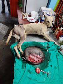 Domjur Aastha Animal Welfare Society Medical Services | Veterinary
