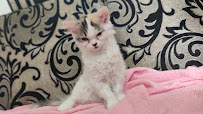 Dr Bhavanam Pet Vet Clinic Medical Services | Veterinary