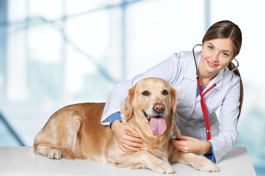 Dr.C.M.s Pet Clinic Medical Services | Veterinary