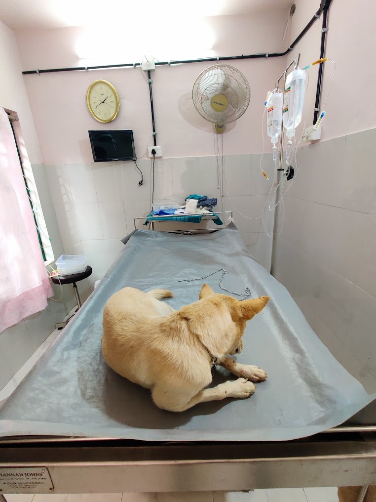 Dr Narendran Veterinary clinic Medical Services | Veterinary