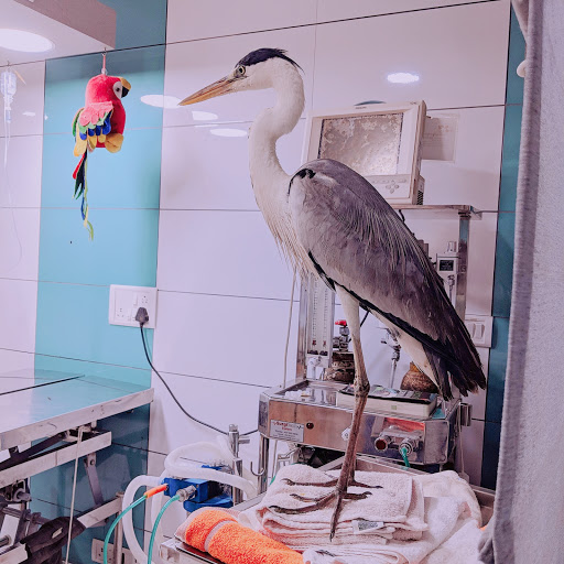 Dr Rina Dev's Animal & Bird Clinic Mumbai, Mumbai City - Veterinary in  Mumbai | Joon Square