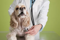 Dr. Suresh Sharma, pets specialist Medical Services | Veterinary
