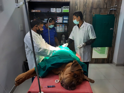 Dr. Vinod Kumar Medical Services | Veterinary