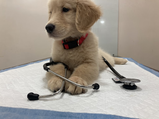 Dynamic Pet Clinic Medical Services | Veterinary