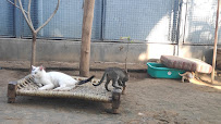 Friendicoes SECA Gurgaon Animal Hospital & Sanctuary Gurugram - Book  Appointment | Joon Square