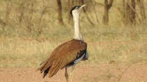 Gangewadi New Great Indian Bustard Wildlife Sanctuary Travel | Zoo and Wildlife Sanctuary 