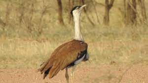 Gangewadi New Great Indian Bustard Wildlife Sanctuary Travel | Zoo and Wildlife Sanctuary 