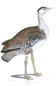 Gangewadi New Great Indian Bustard Wildlife Sanctuary - Logo