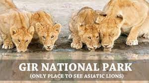 Gir Forest National Park|Zoo and Wildlife Sanctuary |Travel
