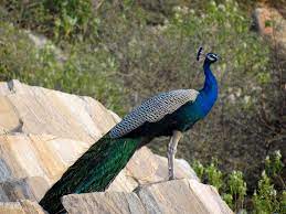 Girnar Wildlife Sanctuary Travel | Zoo and Wildlife Sanctuary 