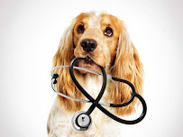 Global vet clinic ajmer Medical Services | Veterinary