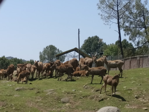 Gopalpur Zoo Travel | Zoo and Wildlife Sanctuary 