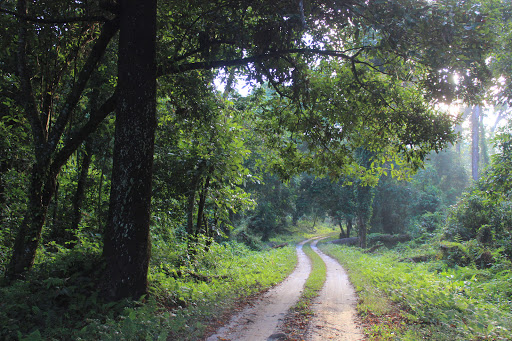 Gorumara National Park Travel | Zoo and Wildlife Sanctuary 