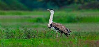 great indian bustard sanctuary Travel | Zoo and Wildlife Sanctuary 