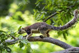 Grizzled Squirrel Wildlife Sanctuary Travel | Zoo and Wildlife Sanctuary 