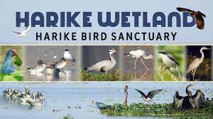 Harike lake wildlife sanctuary - Logo